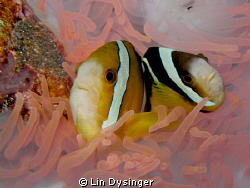 Orange Fin Anemone fish cleaning station somewhere in Palau. by Lin Dysinger 